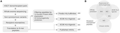 Computational Analysis of HLA-presentation of Non-synonymous Recipient Mismatches Indicates Effect on the Risk of Chronic Graft-vs.-Host Disease After Allogeneic HSCT